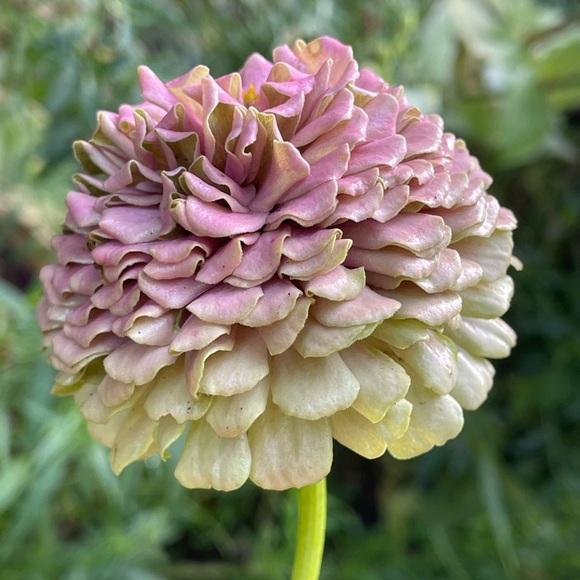 Ali’s This & That 🌸 - Picture 3 of 14